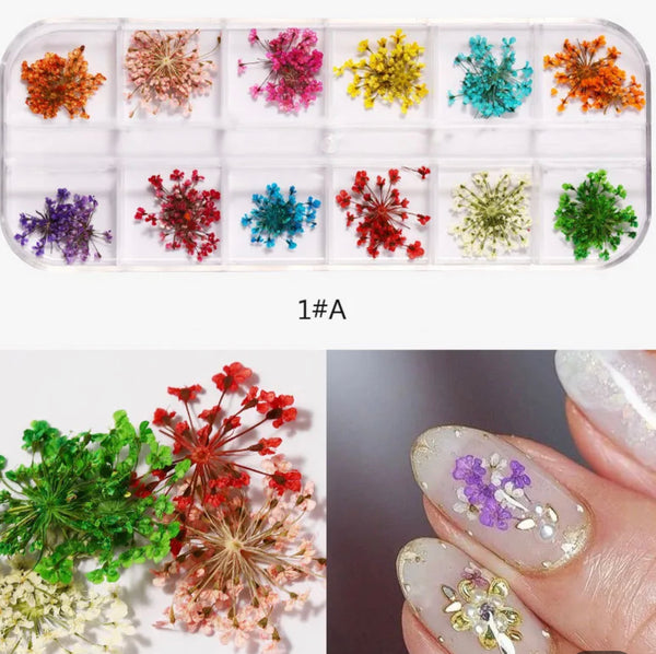 12 Grids Colorful Nature Dried  Style A