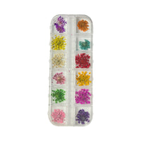12 Grids Colorful Nature Dried #05